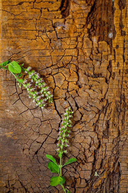 basilic holi sur fond en bois