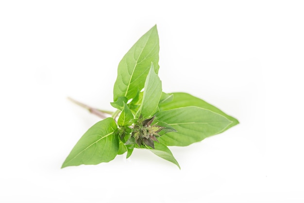 Basilic isolé sur fond blancClose up studio shot of fresh green basilic herb