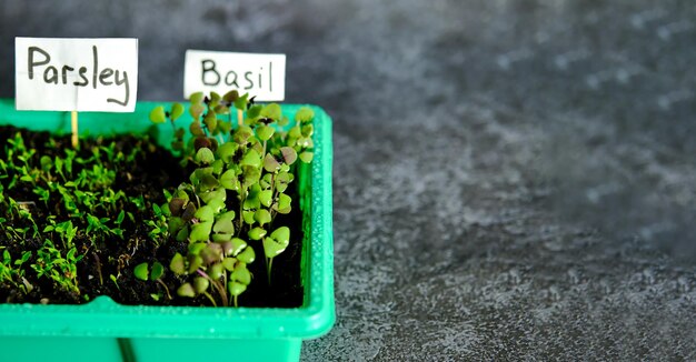 Basilic microgreens persil cresson Cultiver des légumes verts dans une mini serre Photo horizontale