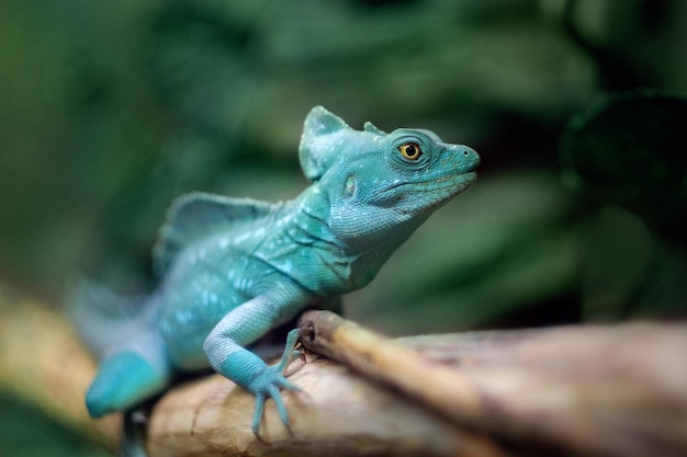 Basilic à plumes, lézard vert, Basiliscus plumifrons