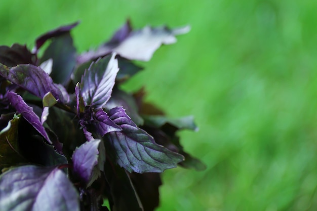 Basilic rouge frais sur fond flou