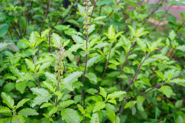 Basilic sacré ou basilic sacré dans le jardin biologique