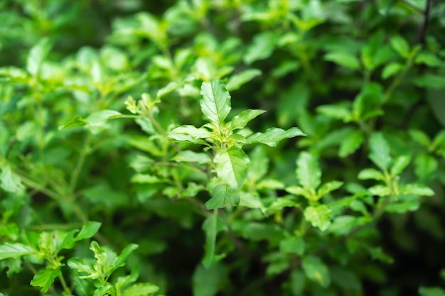 Basilic sacré thaïlandais dans un potager en pleine nature.