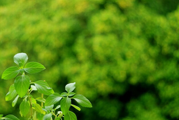 Basilic sucré sur feuillage vert vibrant flou