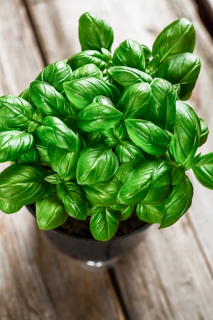 Basilic vert dans un pot sur la table