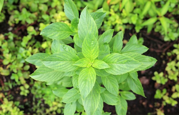 Basilic vert doux thaïlandais en plantation Vue de dessus