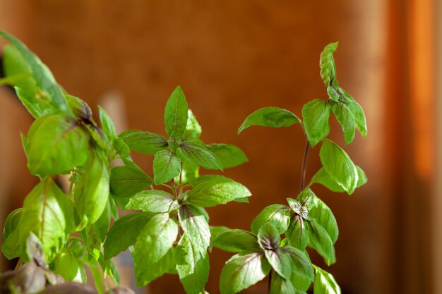 Le basilic vert frais dans un pot pousse à la maison, sur le balcon. Les feuilles de basilic vert sont prêtes à cuire. Herbes fraîches pour la cuisson de pizzas, salades et autres aliments