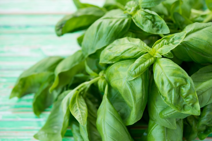 Photo basilic vert frais du jardin sur fond rustique, mise au point sélective