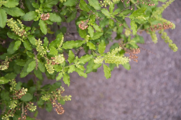 Basilic vert frais en plein air avec fond de béton