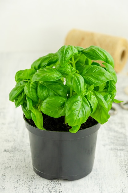 Basilic vert juteux frais dans un pot de fleur noir