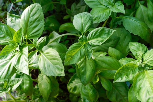 Le basilic vert pousse dans le jardin. Herbes épicées populaires.