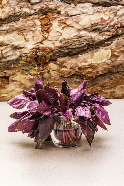 Basilic violet aux herbes biologiques fraîches