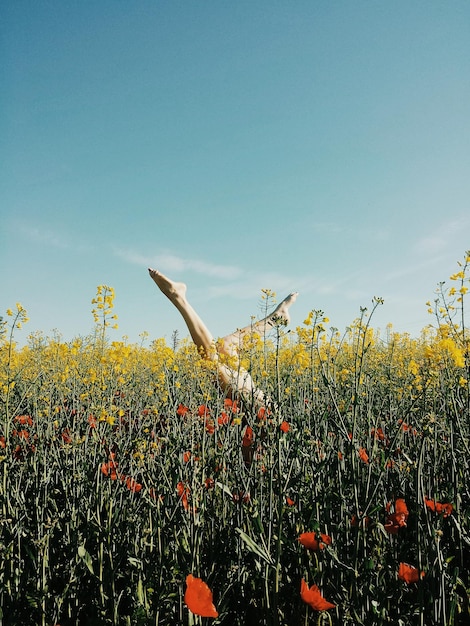 Basse section de la femme avec les pieds dans le champ en fleurs