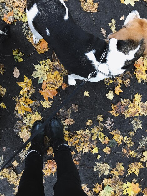 Photo basse section de la personne avec le chien debout sur les feuilles d'automne