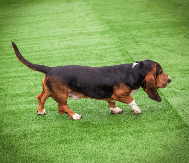 Photo basset hound brun adulte