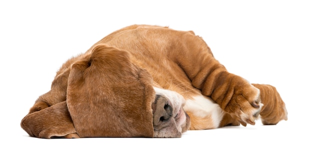 Basset Hound couché et dormant avec ses oreilles cachant ses yeux isolated on white