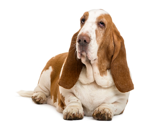 Basset Hound couché isolé sur blanc