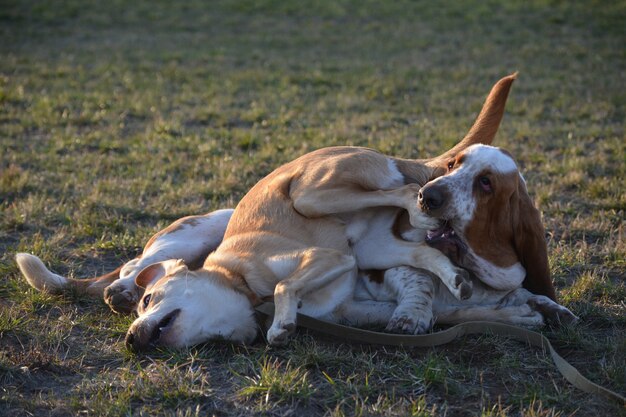 Basset Hound jouant avec un autre chien