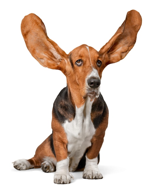 Basset Hound avec les oreilles vers le haut