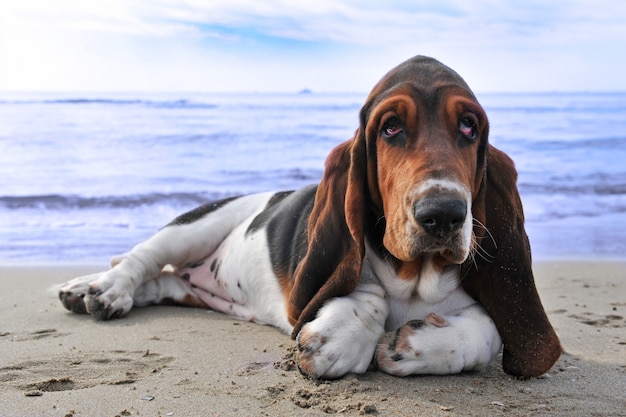 Basset hound sur une plage