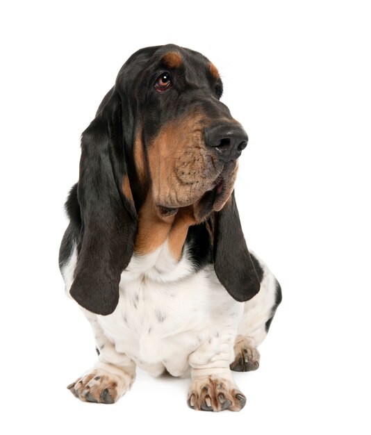 Basset Hound