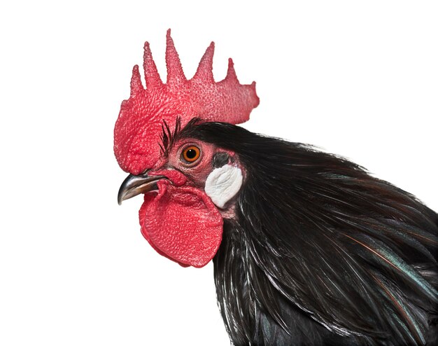 Bassette Liegeoise, une race de gros poulet bantam de Belgique, gros plan sur une surface blanche