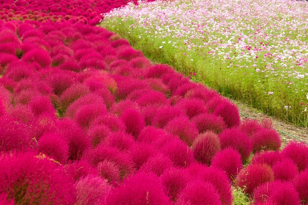 Bassia scoparia rouge et fleur du cosmos