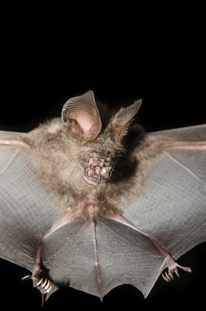 Photo bat dans la main du chercheur, des études de recherche dans le domaine.