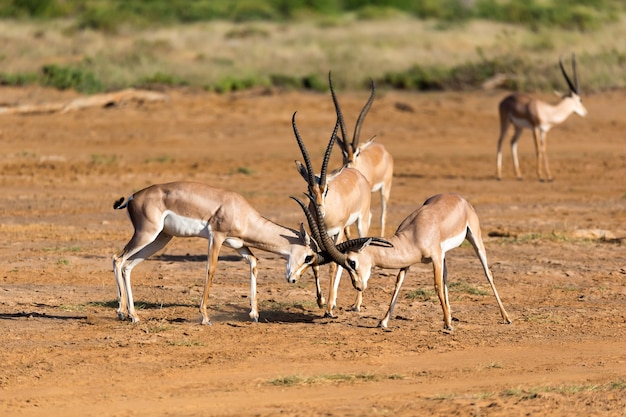 La bataille de deux Grant Gazelles dans la savane du Kenya