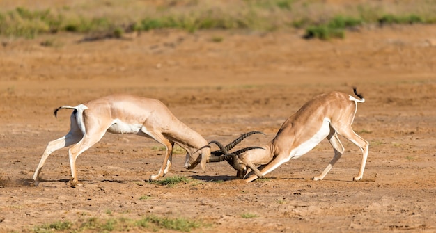 La bataille de deux Grant Gazelles dans la savane du Kenya