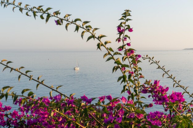 bateau au coucher du soleil en été avec des fleurs