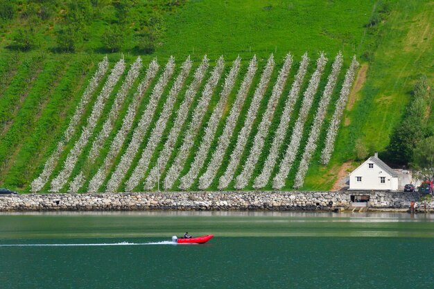 Bateau de vitesse dans le Hardangerfjord avec en Norvège