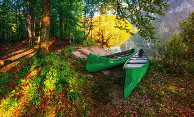 Les bateaux sont dans les bois près de l'eau