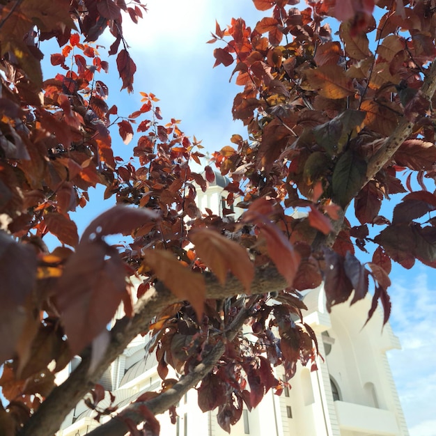 Un bâtiment blanc se trouve derrière un arbre aux feuilles rouges.