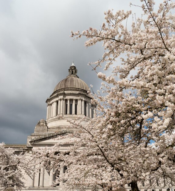 Bâtiment De La Capitale De L'état De Washington Olympia Springtime Cherry Blossoms