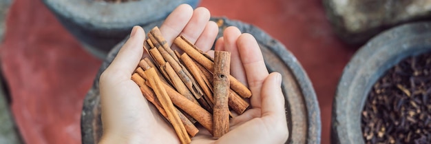 Bâtons de cannelle dans les mains des femmes sur fond d'épices BANNIÈRE format long