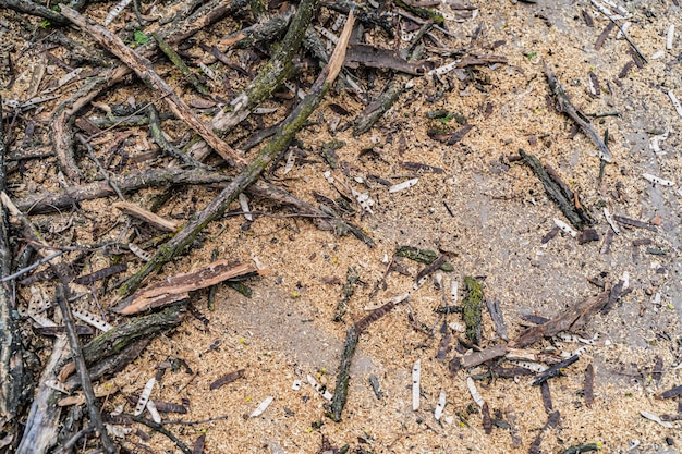 Bâtons et feuilles brun foncé Déforestation sanitaire Vue recadrée Tas de broussailles sèches et de bois mort