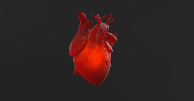 Battement de coeur humain anatomique organique avec lueur à l'intérieur. Image de concept d'anatomie et de médecine.