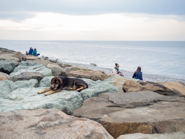 Batumi Géorgie 03112023 Chien sans abri avec des gens dans le parc Des gens se reposent sur le rivage par temps froid Pas une saison Mer Noire Des gens sur la côte Vacances pour toute la famille