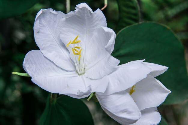 Bauhinia acuminata blanc L