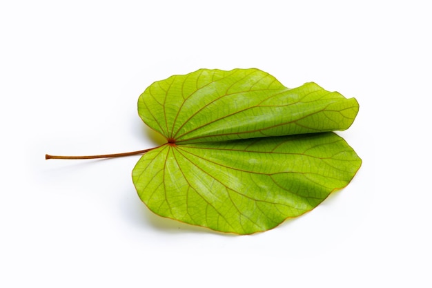 Bauhinia aureifolia ou bauhinia feuille d'or