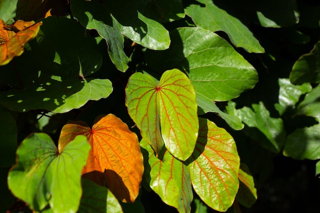 Bauhinia aureifolia ou bauhinia feuille d'or