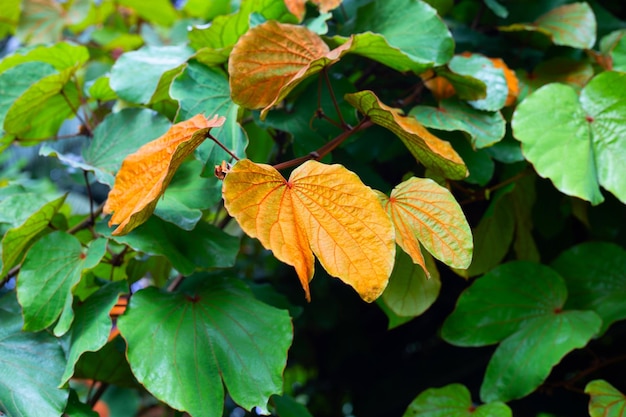 Bauhinia aureifolia ou bauhinia feuille d'or