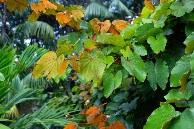 Bauhinia aureifolia ou bauhinia feuille d'or