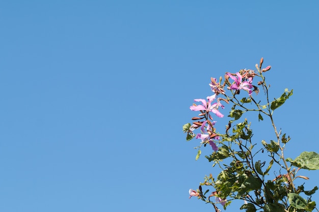 Bauhinia purpurea ou fleur d&#39;orchidée sur arbre avec fond de ciel bleu