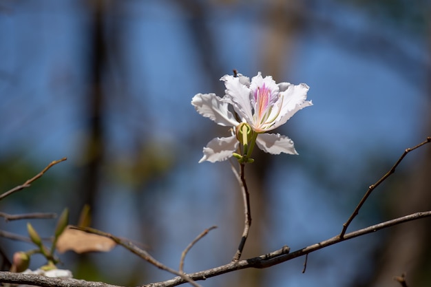 Bauhinia variegata Orchidée pourpre une espèce de la famille des plantes Fabaceae.