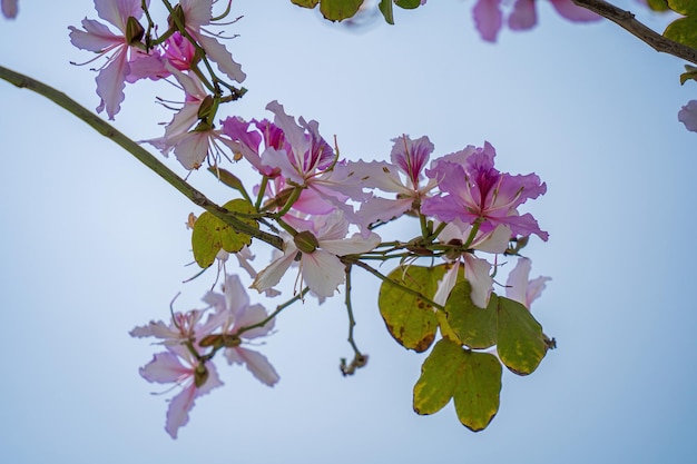 Bauhinia variegata Orchidée qui fleurit au printemps Scène étonnante au printemps à Sa Pa belle fleur blanche fleurit sur une branche de Bauhinia variegata sur des feuilles vertes au printemps le jour