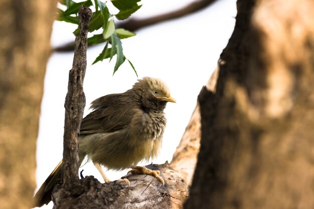 Le bavard puffthroated assis sur la branche