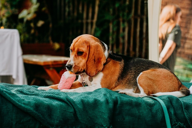 Un beagle adulte est allongé sur une chaise longue verte et joue avec un jouet de crème glacée. Journée ensoleillée.