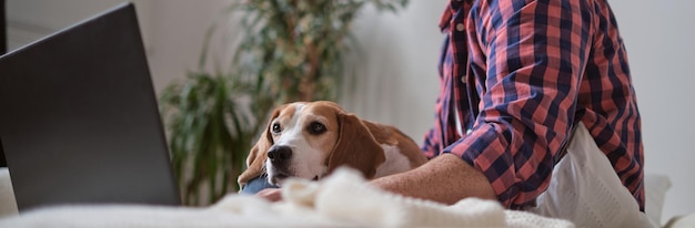 Beagle aide son humain à travailler à domicile en collaboration canine, concept sur la manière dont les animaux de compagnie peuvent contribuer